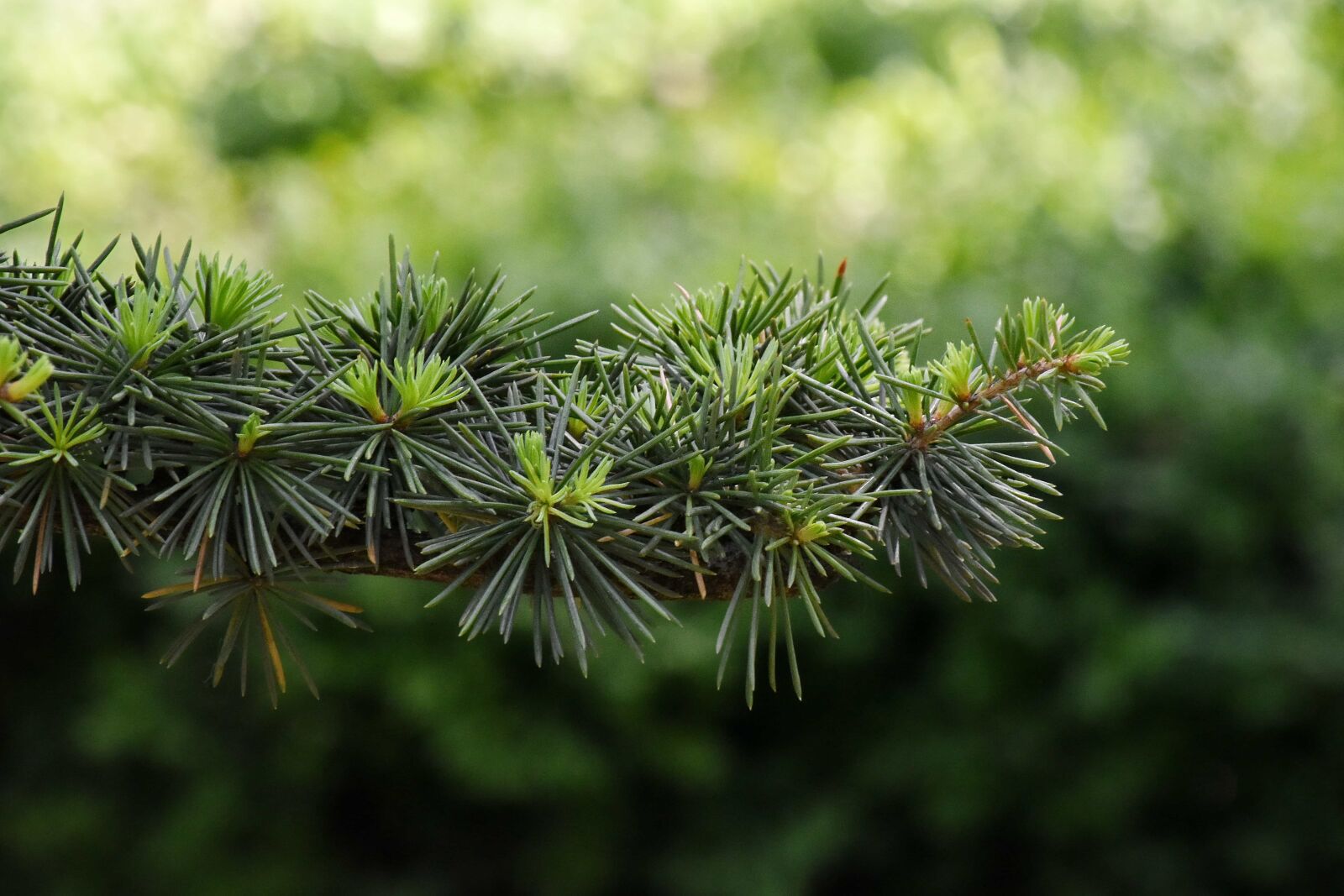 Nikon D5500 sample photo. Branch, forest, green leaves photography