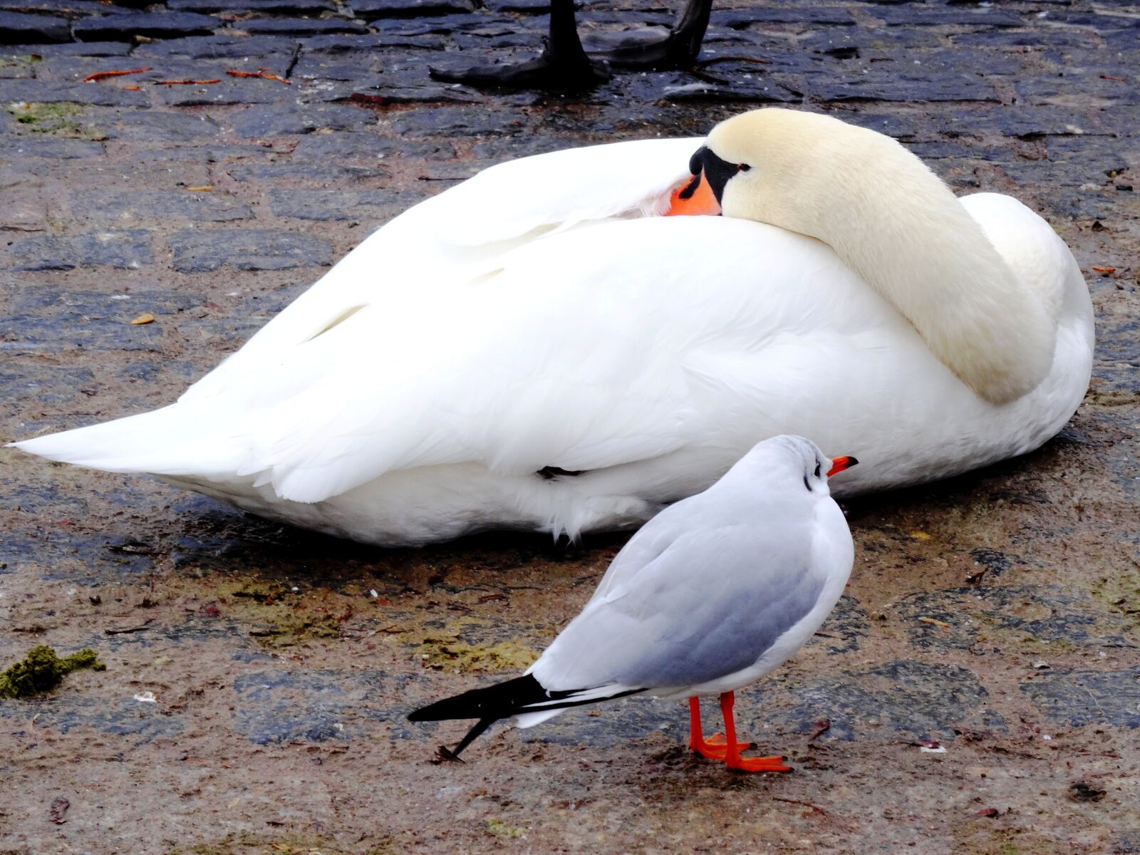 Sony Cyber-shot DSC-HX50V sample photo. Swan, seagull, bird photography