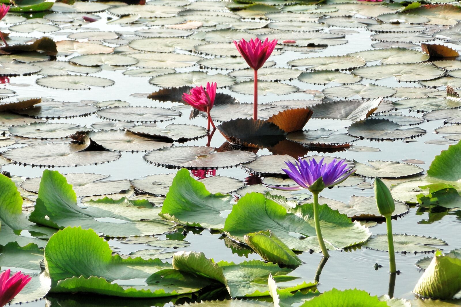 Sony Cyber-shot DSC-HX1 sample photo. Flower, lotus, summer photography