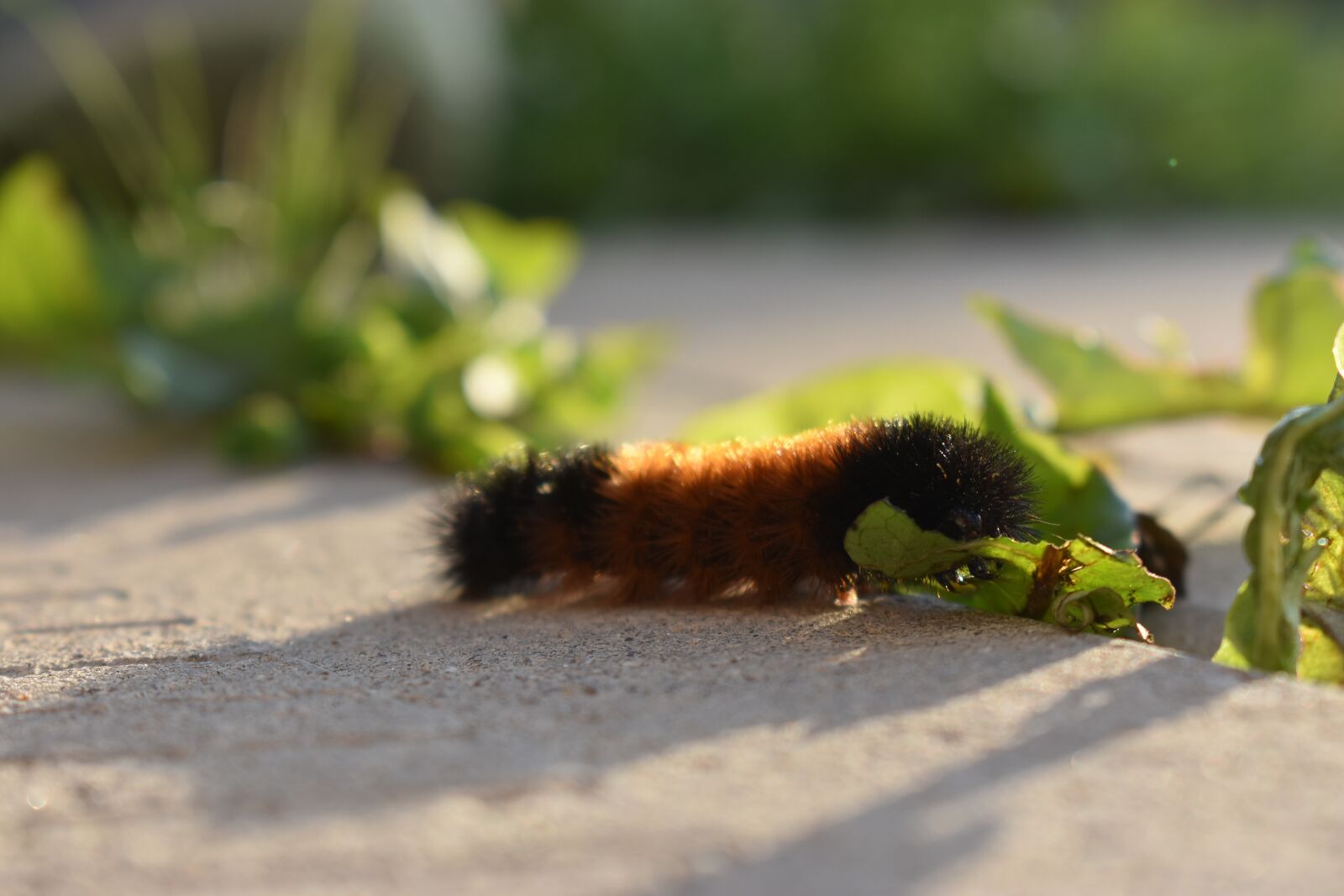 Nikon D3400 sample photo. Spring, bug, nature photography