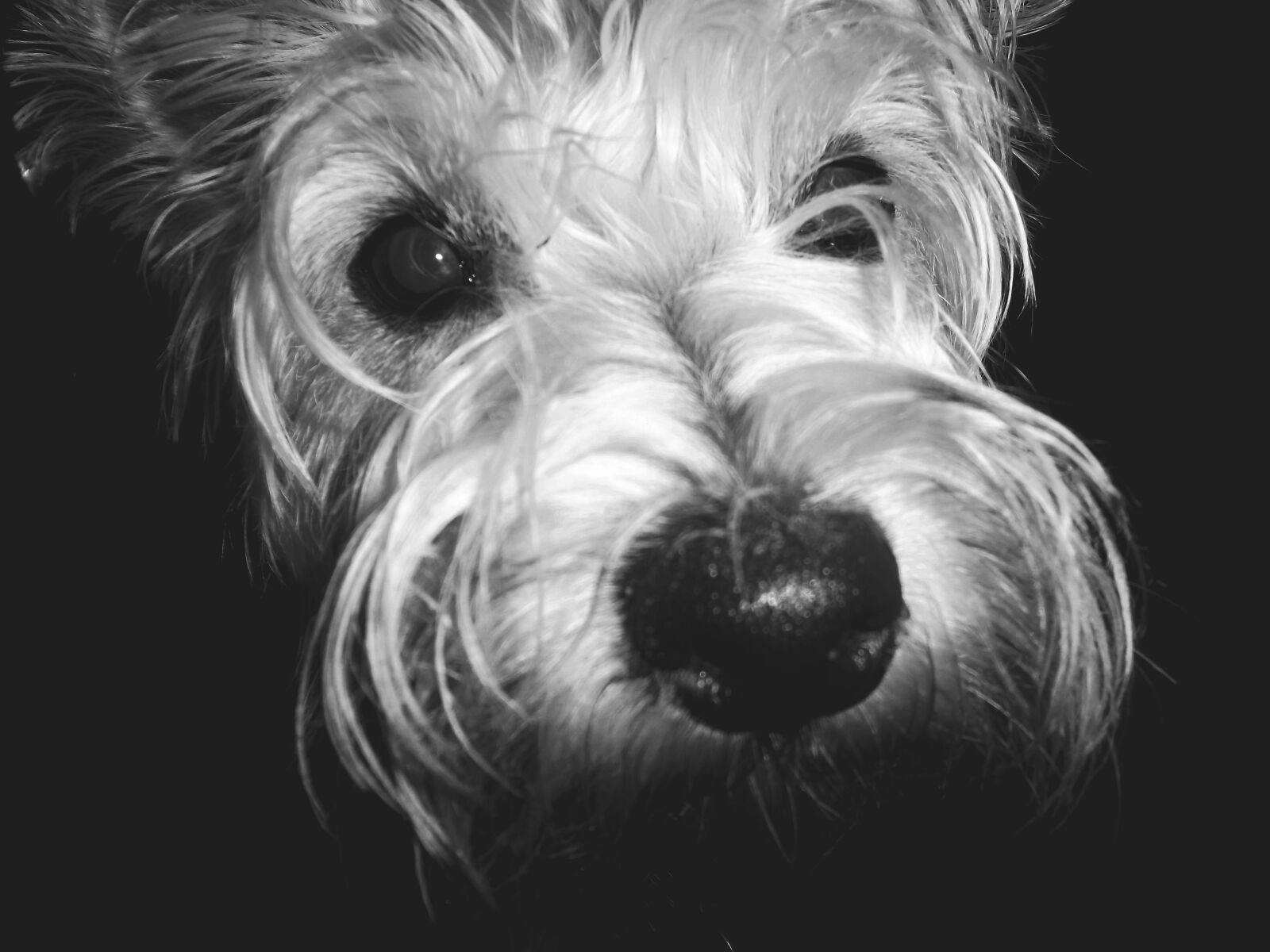 Samsung ST65 sample photo. Puppy photography