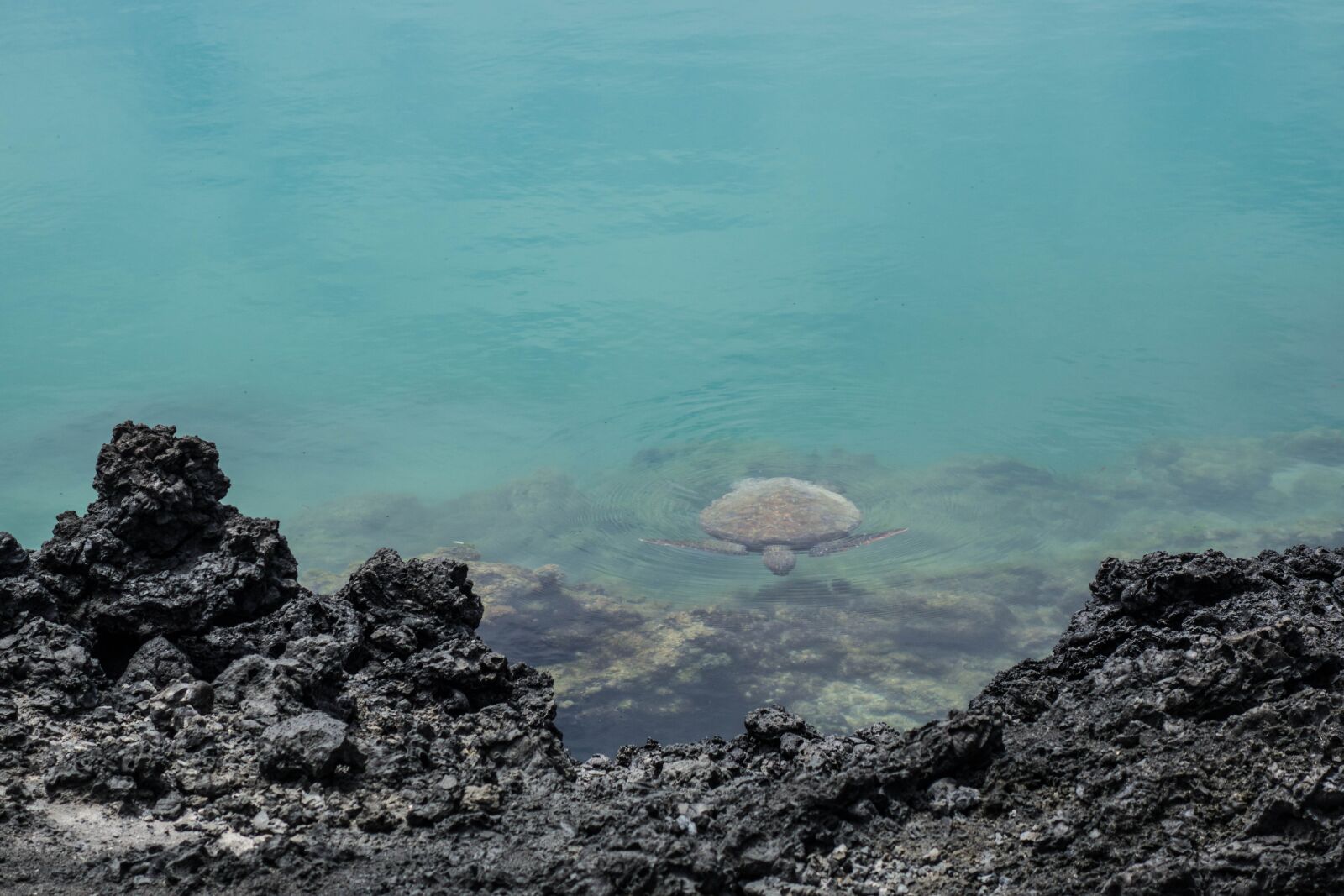 Sony Cyber-shot DSC-RX100 II sample photo. Seaturtle, turtle, galapagos photography