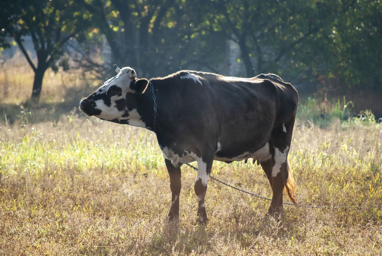 Nikon D60 sample photo. Cow, farm, cattle photography