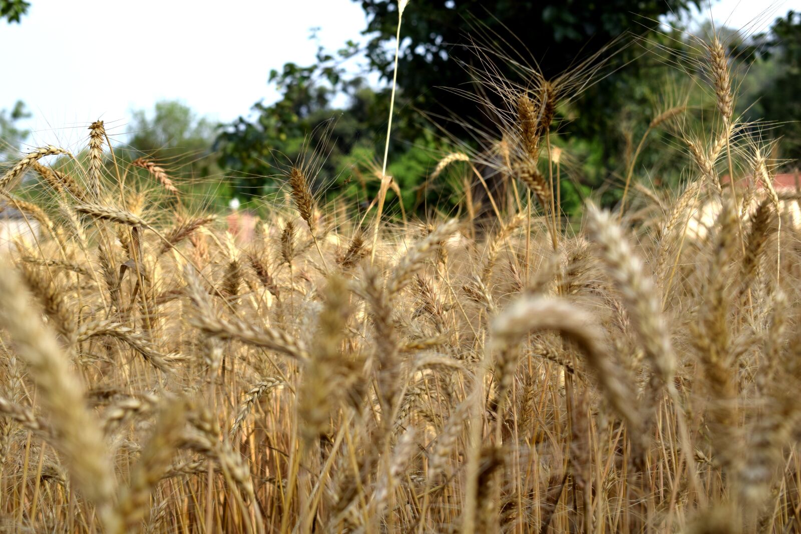 Nikon D3300 sample photo. Wheat, ripe, summer photography