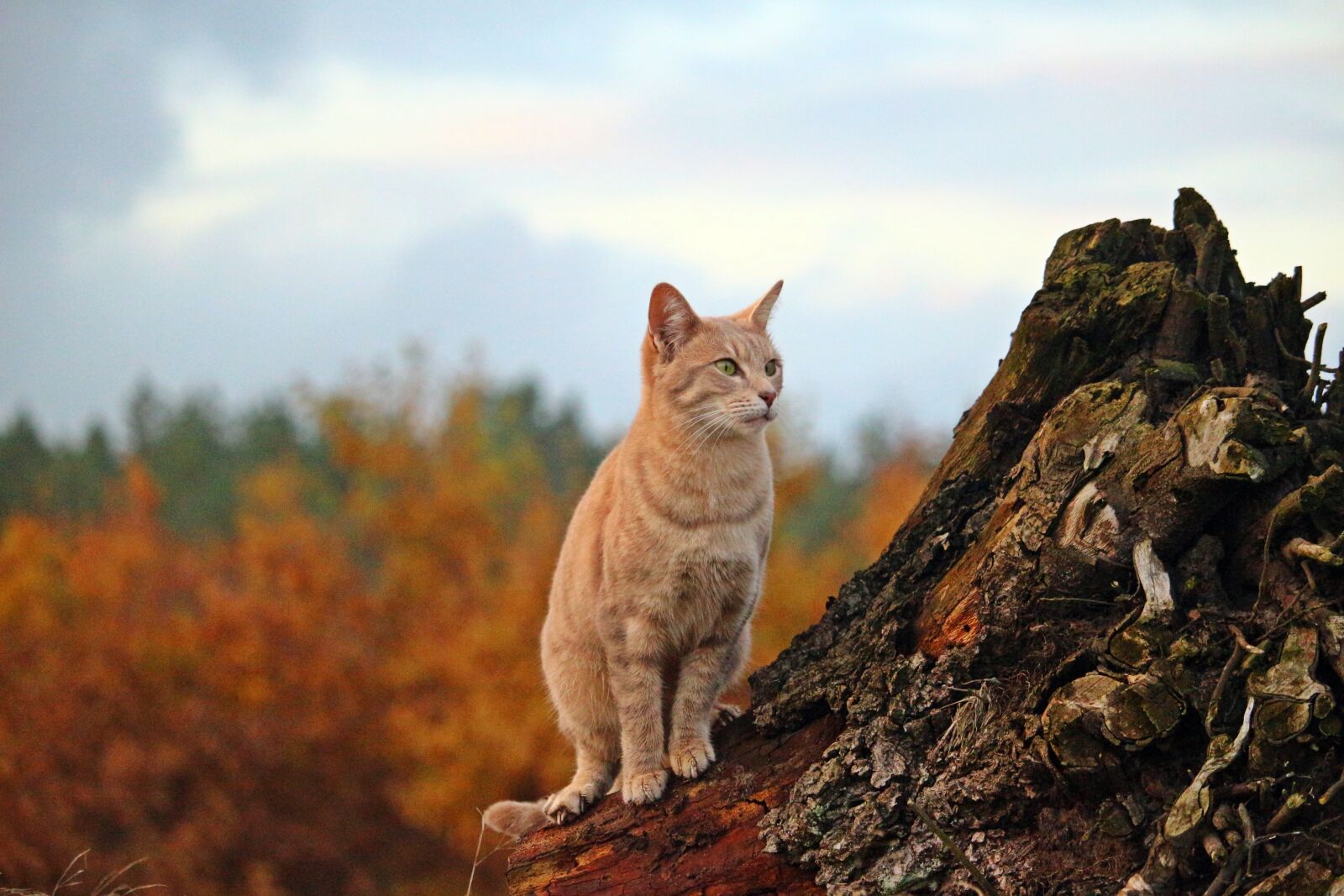 Canon EOS 100D (EOS Rebel SL1 / EOS Kiss X7) sample photo. Cat, mieze, mackerel photography