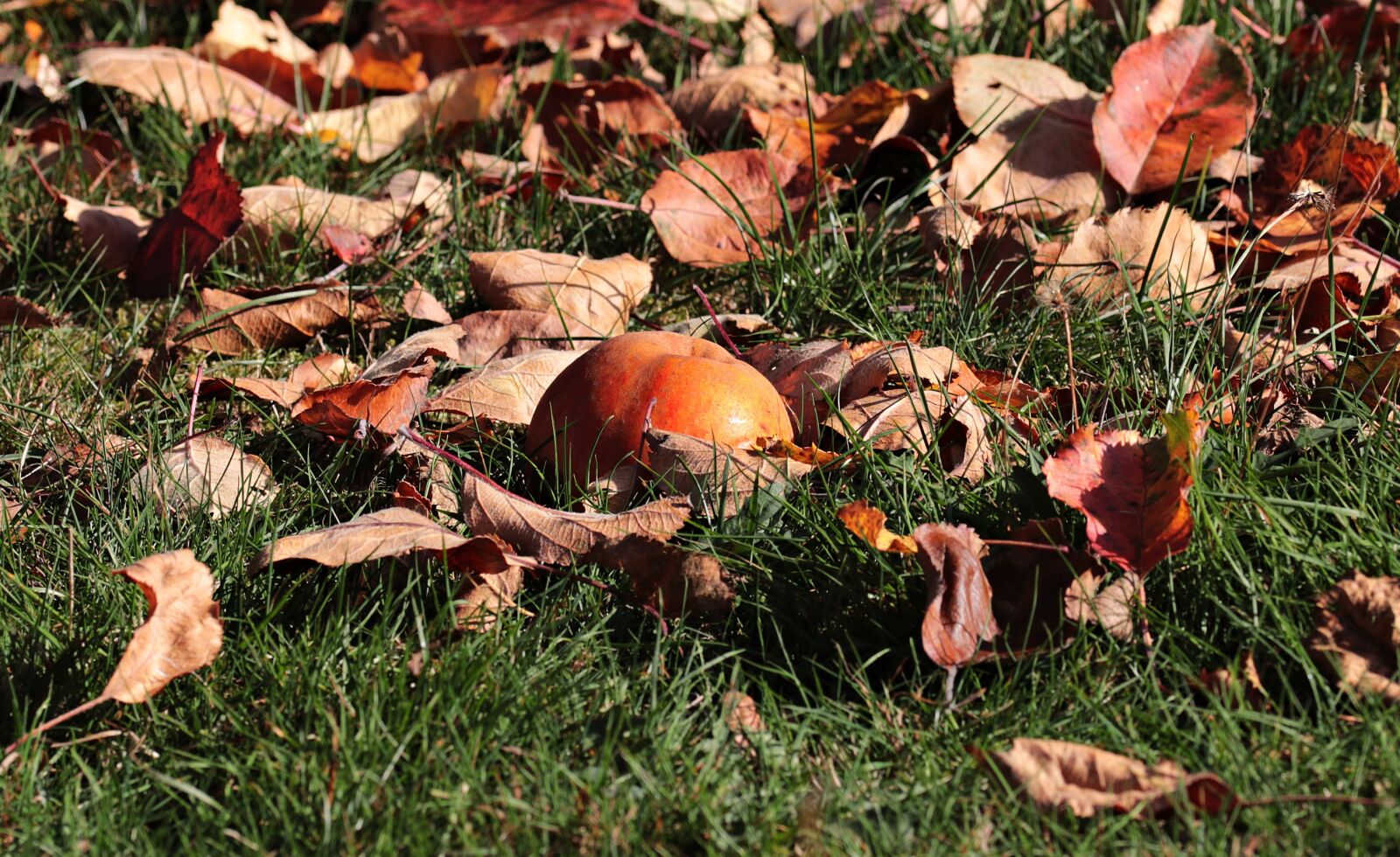 Canon EOS 80D sample photo. Windfall, apple, fruit photography
