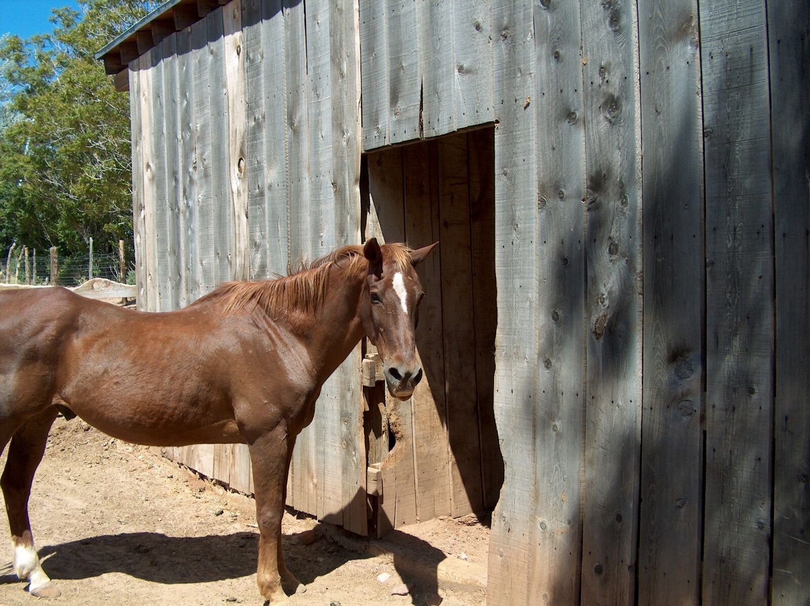 HP PHOTOSMART C935 (V03.60) sample photo. Horse, equine, animal photography