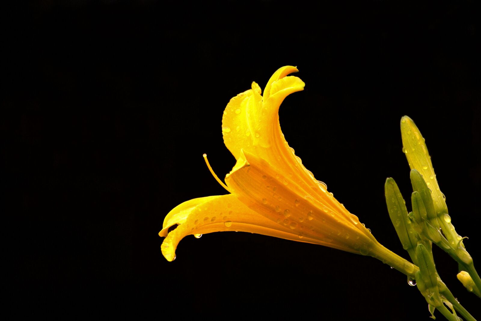 Pentax K-3 sample photo. Flower, lily, bloom photography