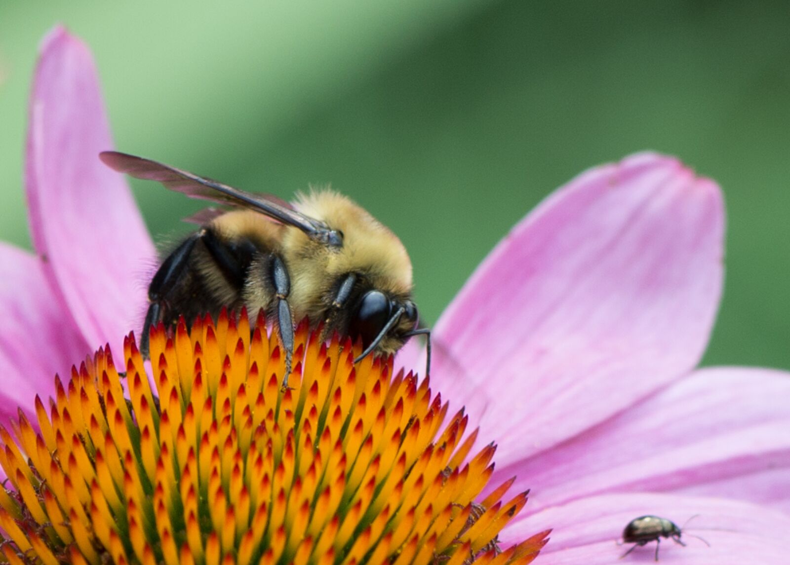 Nikon D600 sample photo. Bee, flower, pink photography
