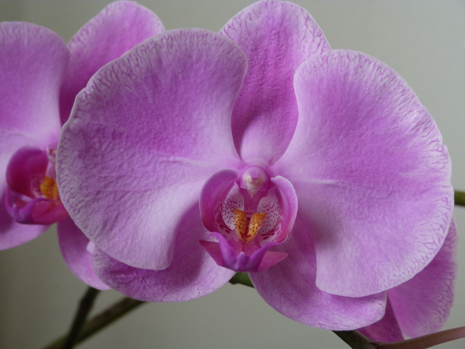 Panasonic Lumix DMC-FZ40 (Lumix DMC-FZ45) sample photo. Orchid, orchidaceae, orchids moth photography
