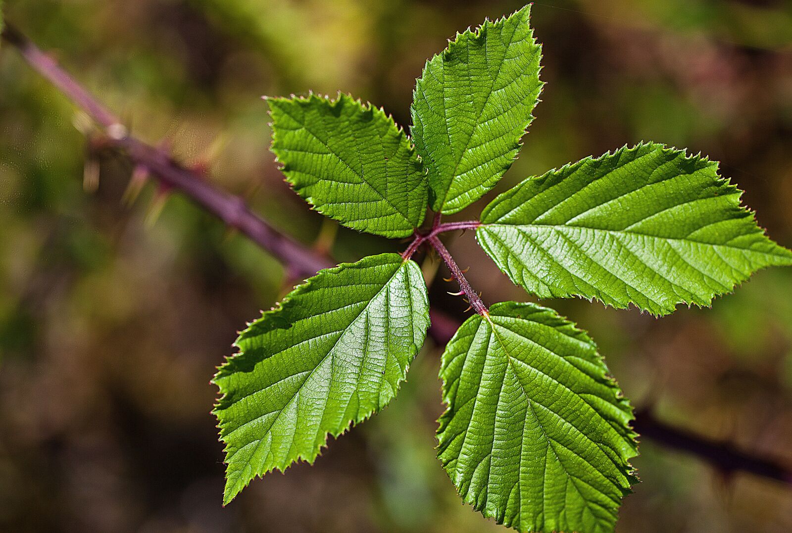 Canon EOS 5D Mark II sample photo. Foliage, blackberry leaves, blackberry photography