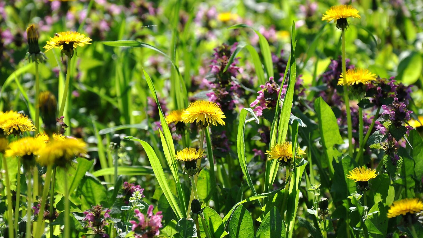 Nikon D90 sample photo. Dandelion, yellow flower, spring photography