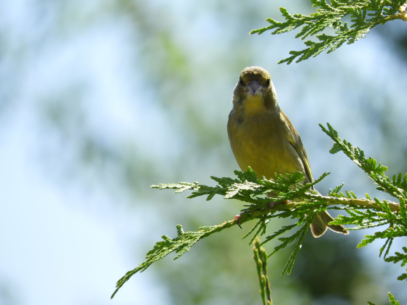 Nikon Coolpix B700 sample photo. Bird, garden, branch photography