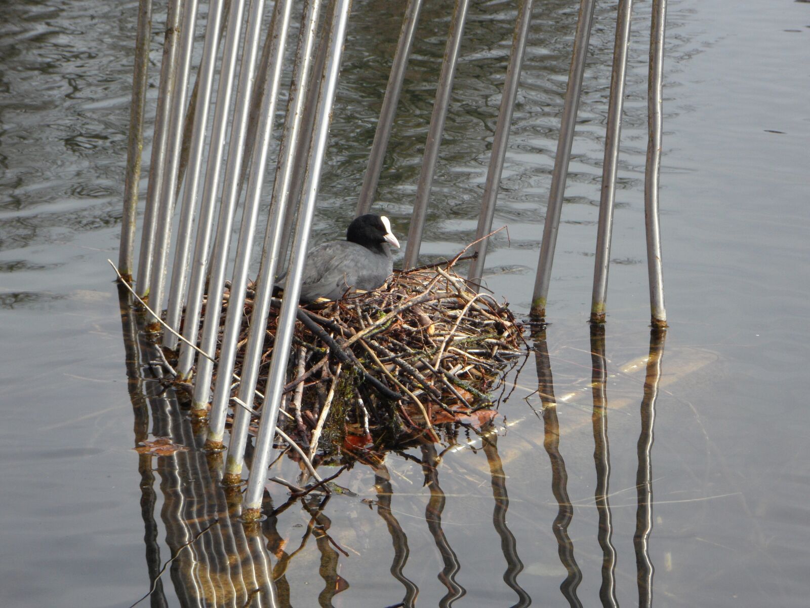 Samsung VLUU WB210, SAMSUNG WB210 sample photo. Coot, nest, breed photography