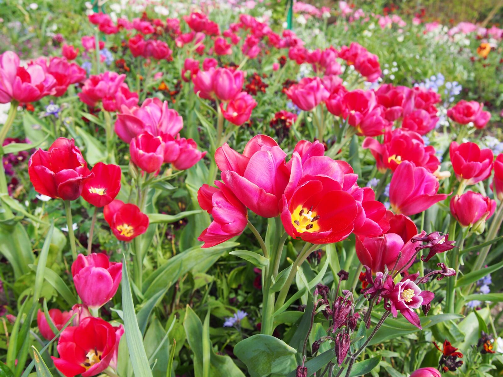 Olympus PEN E-PL6 sample photo. Nature, plant, flower photography