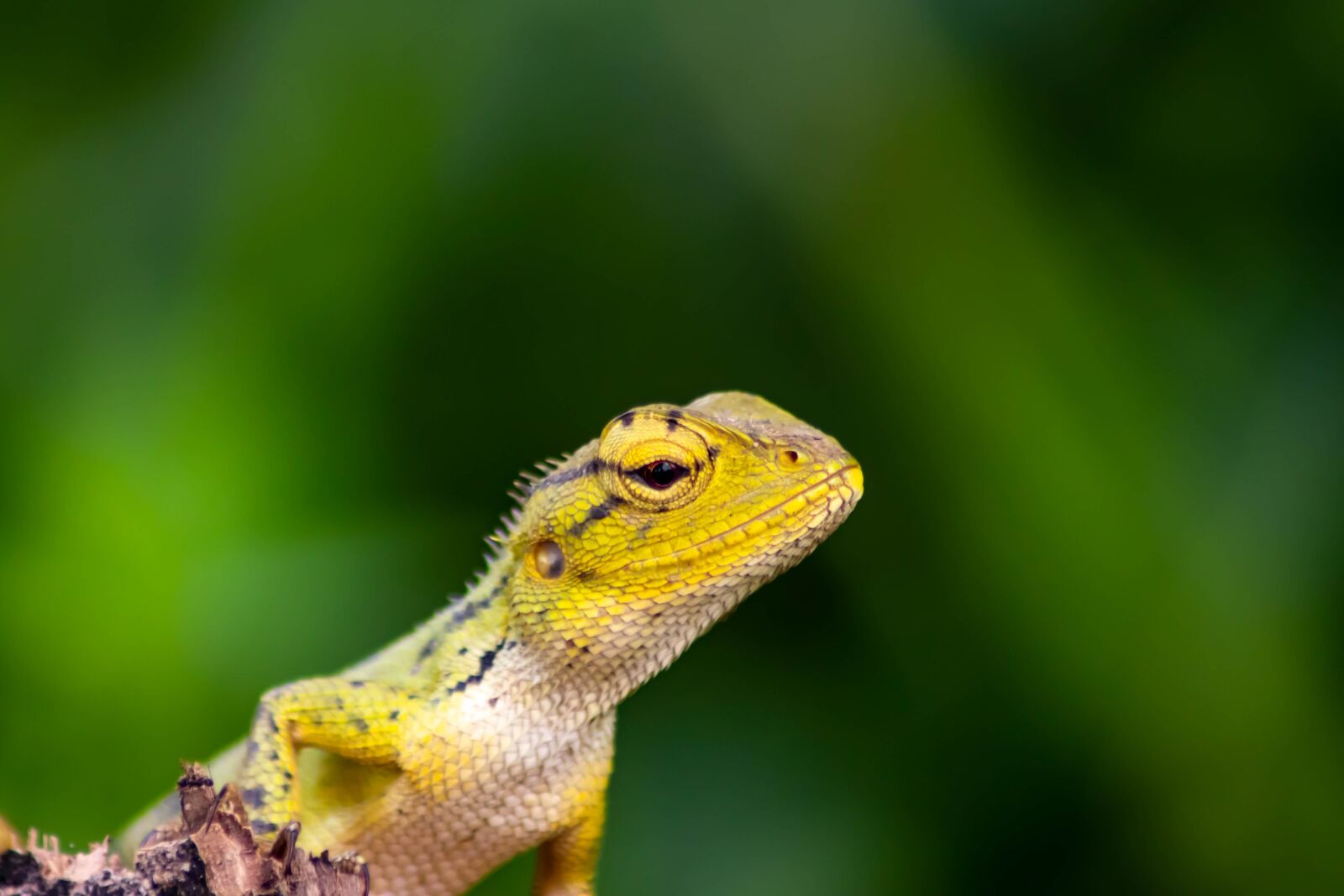 Tamron AF 70-300mm F4-5.6 Di LD Macro sample photo. Chameleon, background, isolated photography