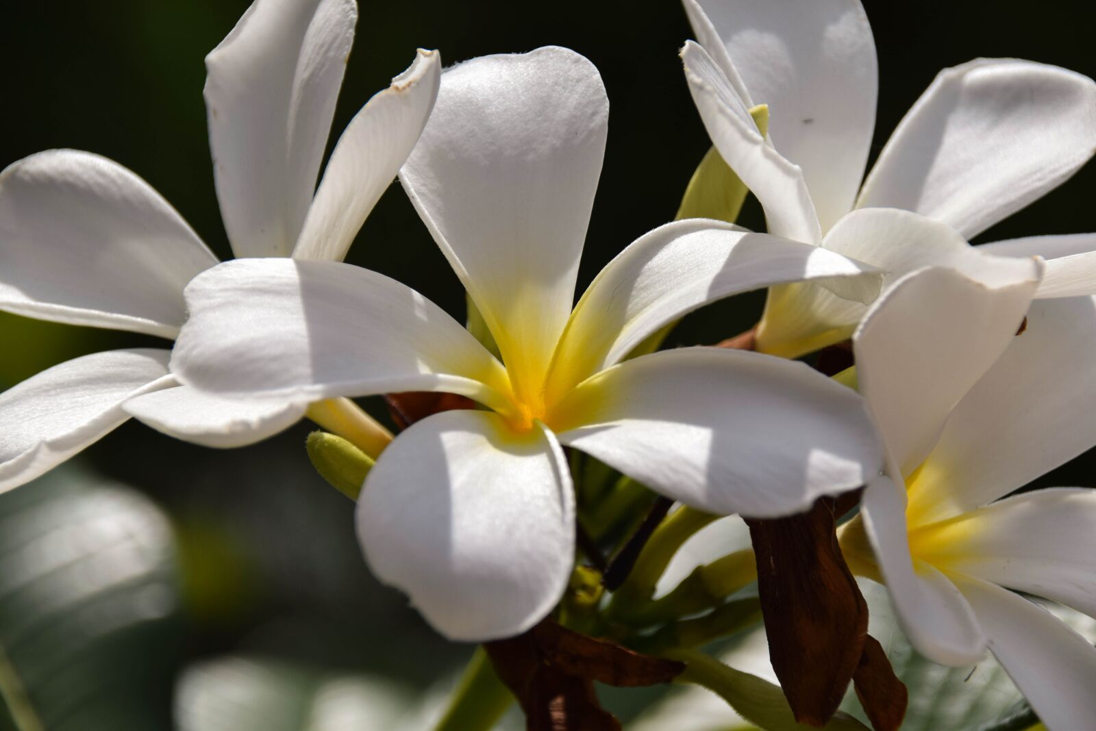 Nikon D3300 sample photo. Frangipani, plumeria, indonesia photography