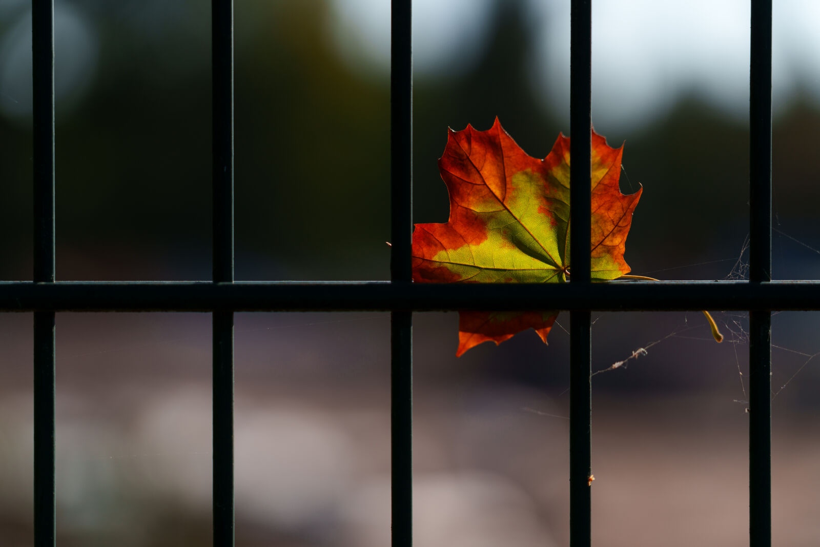 Sigma 28-105mm F2.8 DG DN | Art sample photo. Autumn leaf fence photography