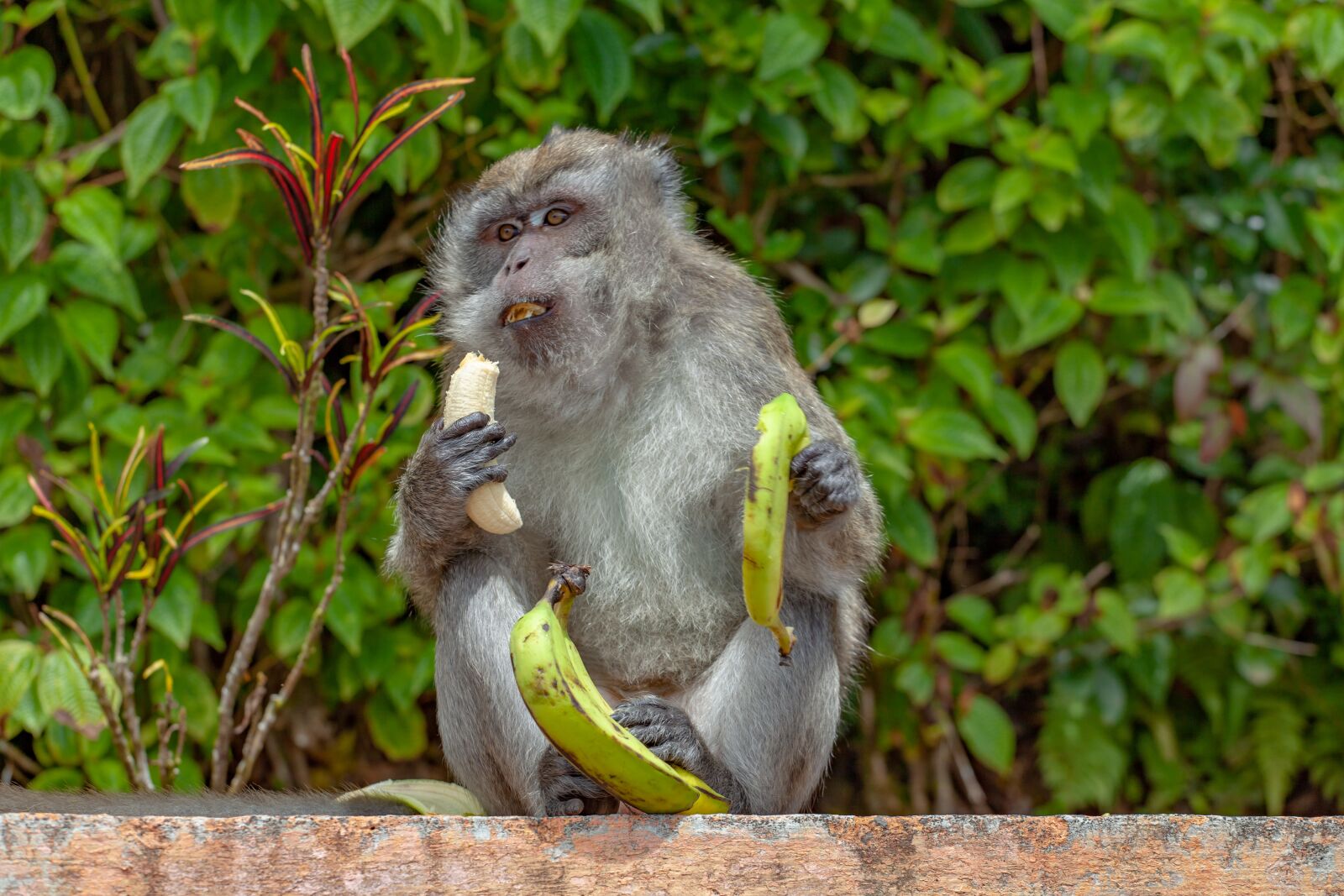 Canon EOS 5D Mark II + Canon EF 70-200mm F4L USM sample photo. Long tailed macaque, crab-eating photography