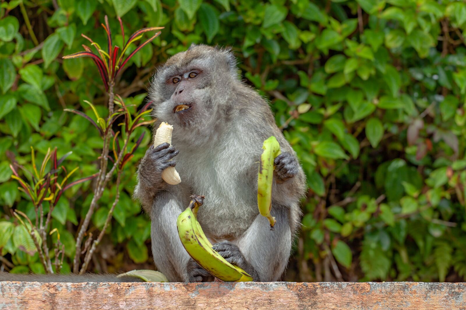 Canon EF 70-200mm F4L USM sample photo. Long tailed macaque, crab-eating photography