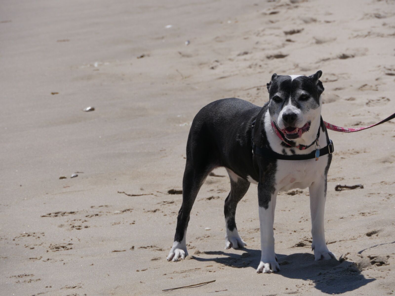 Panasonic Lumix DMC-GH3 sample photo. Dog, pitbull, beach photography