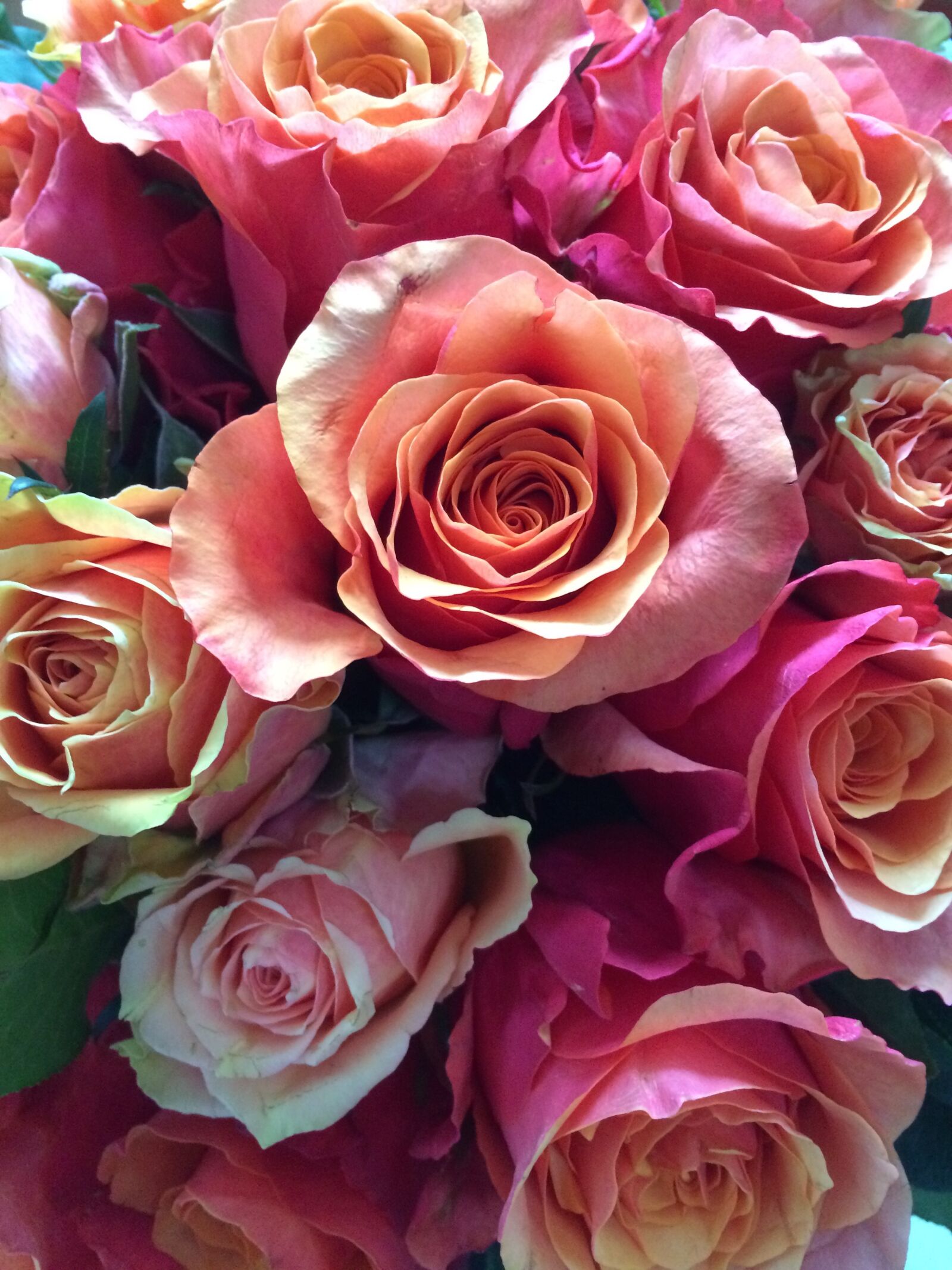 iPhone 5s back camera 4.15mm f/2.2 sample photo. Rose, nature, pink photography