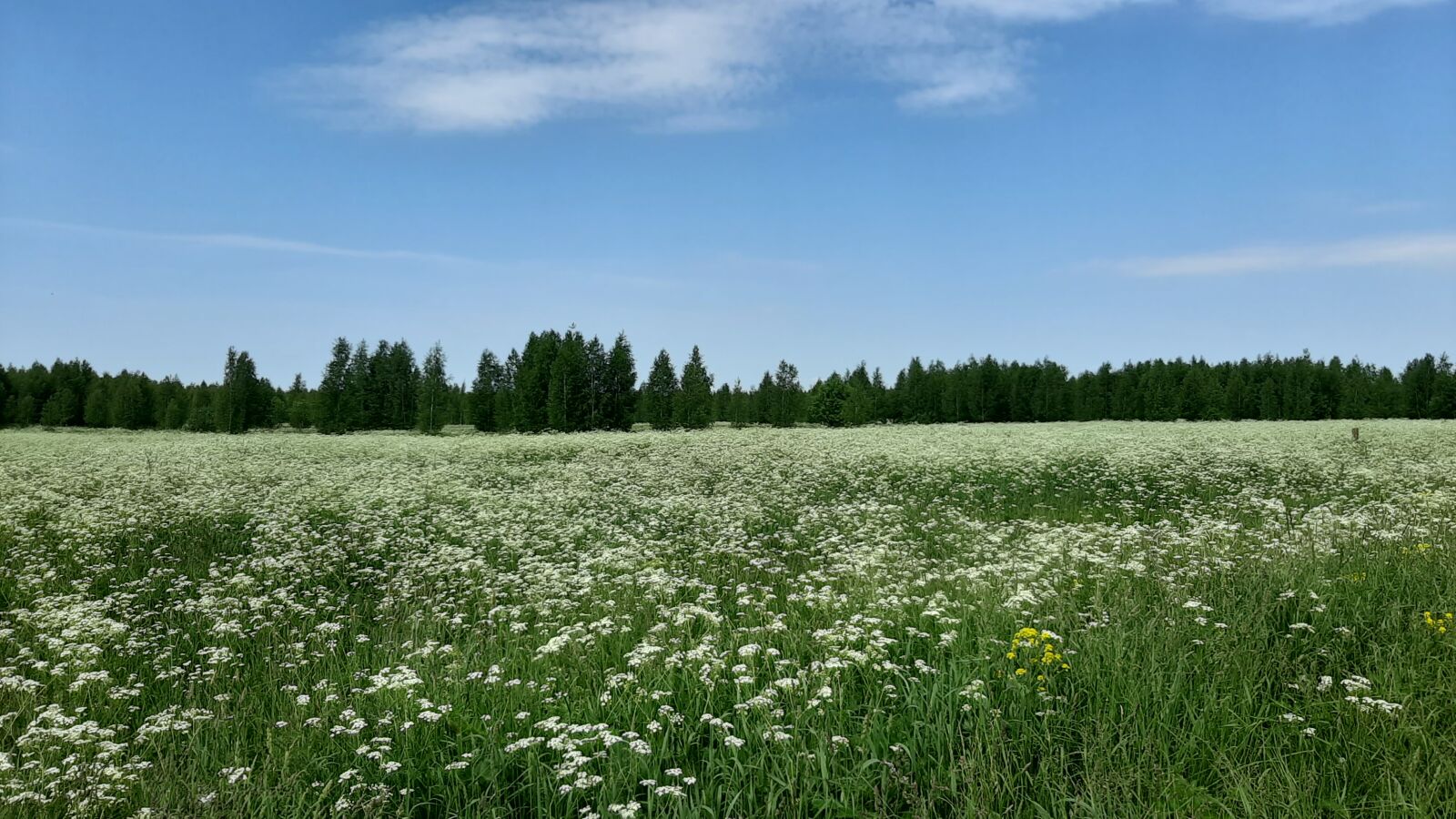 Samsung Galaxy A50 sample photo. Sky, field, landscape photography