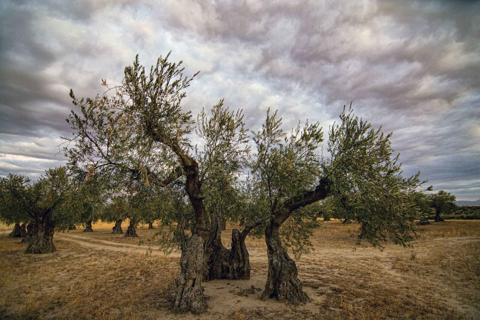 Nikon D7100 sample photo. Olive, clouds, storm photography