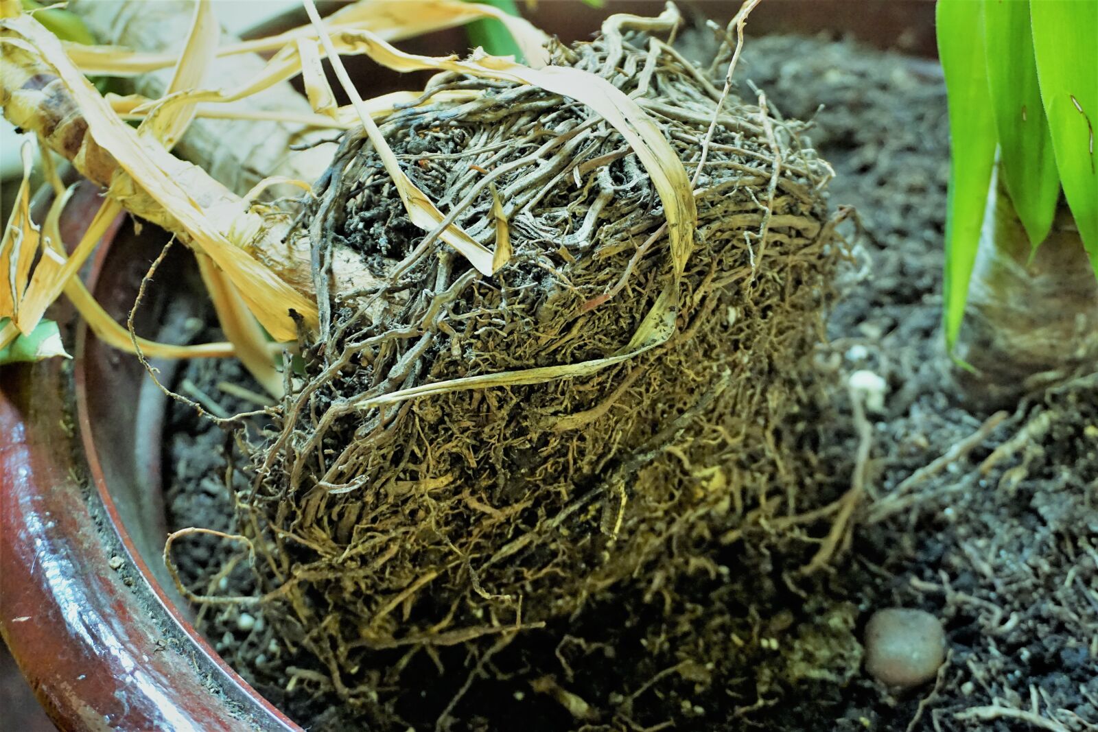 Sony a6000 sample photo. Grass, root, sand photography
