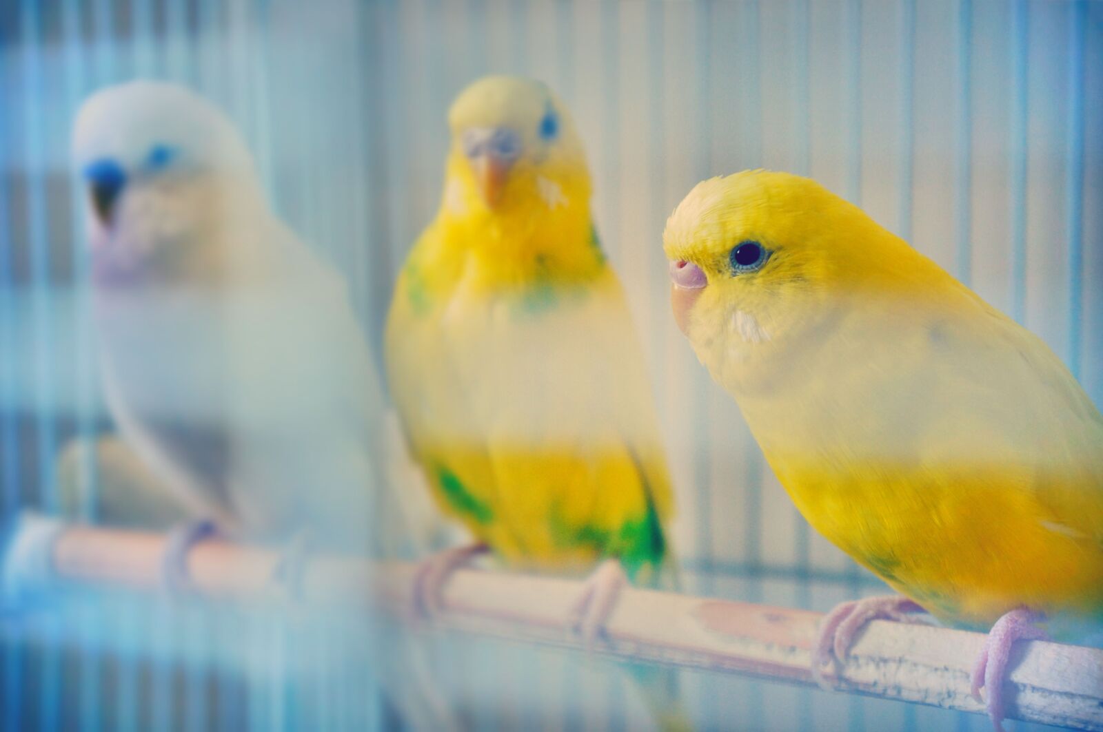 Sony Alpha NEX-5N sample photo. Budgie, budgies, bird photography