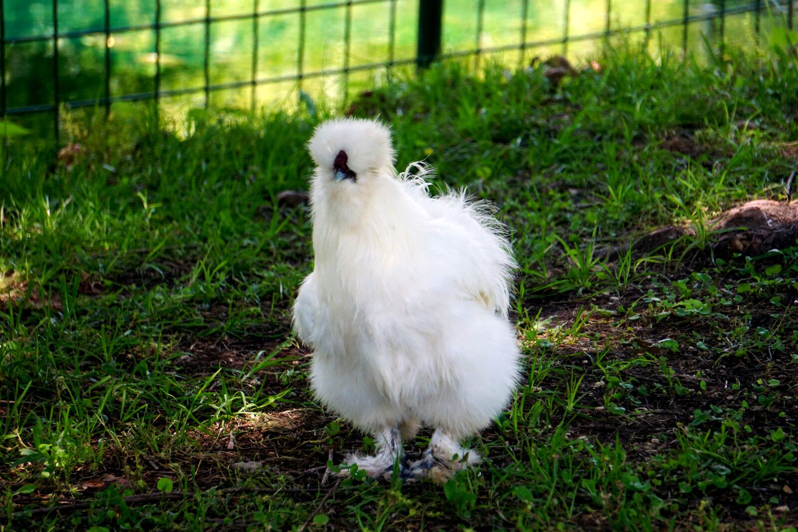 Sony E 55-210mm F4.5-6.3 OSS sample photo. Silkie, silky, chicken photography