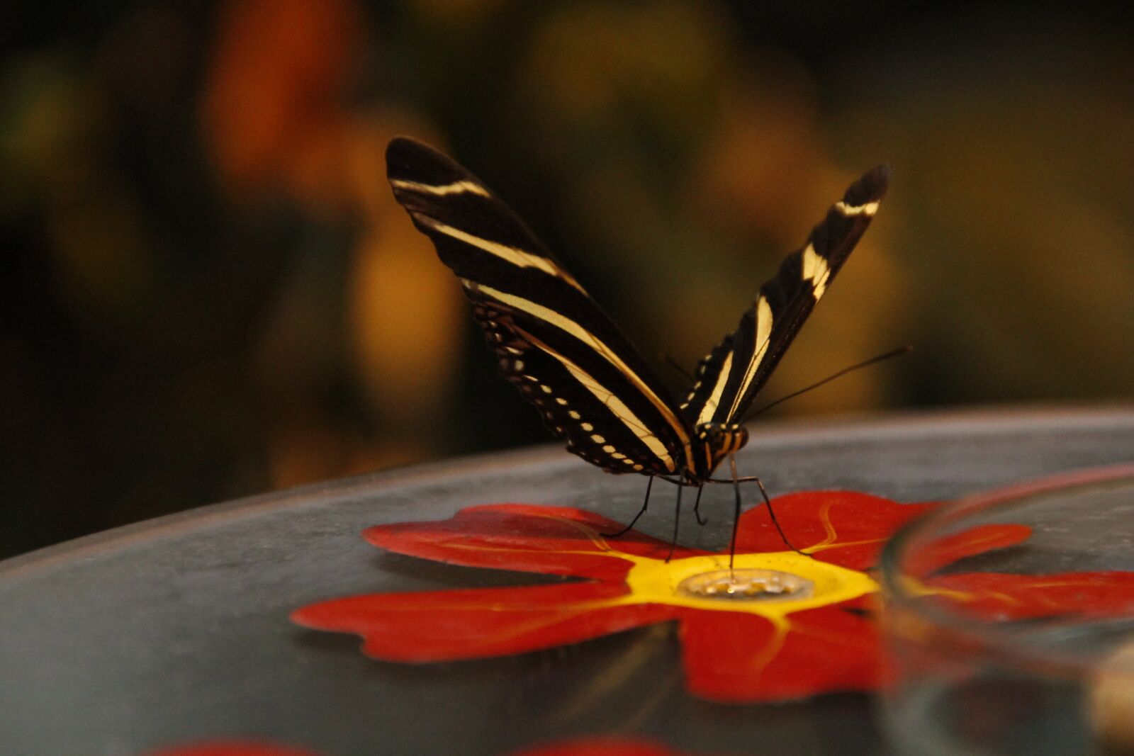 Canon EOS 550D (EOS Rebel T2i / EOS Kiss X4) sample photo. Butterfly, autumn, edelfalter photography