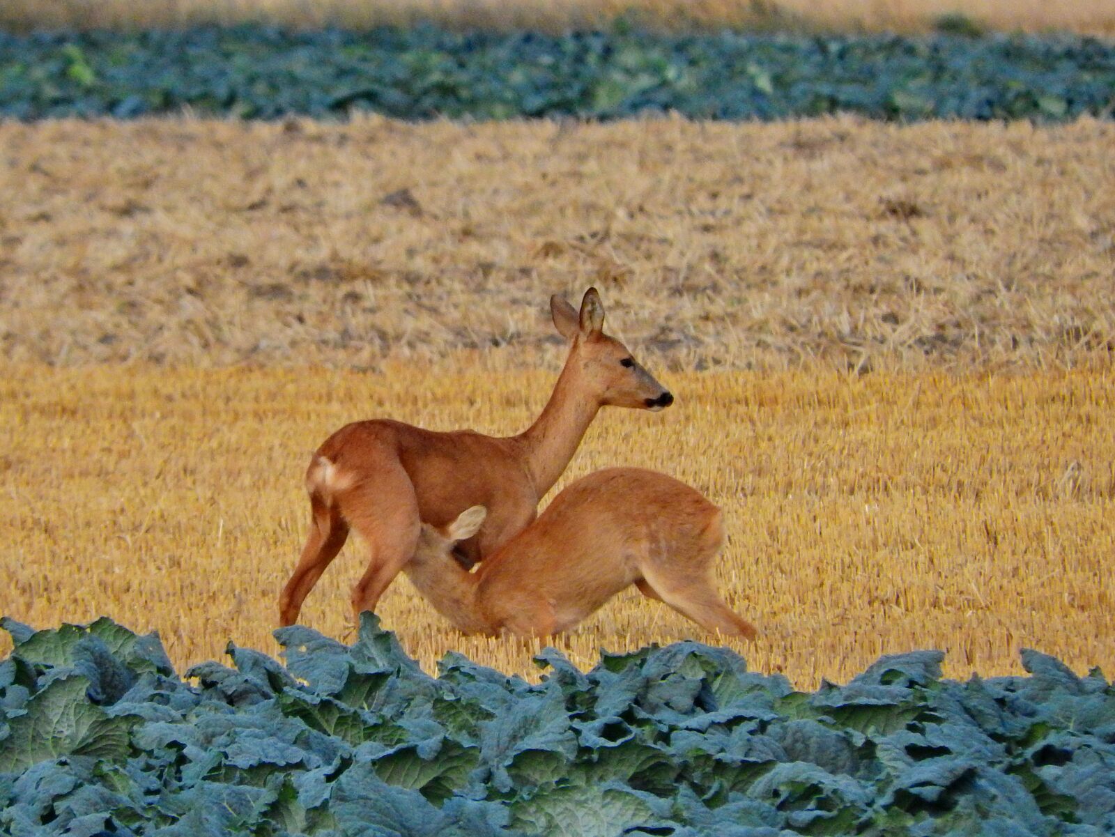 Nikon Coolpix P610 sample photo. Roe deer, suckle, young photography