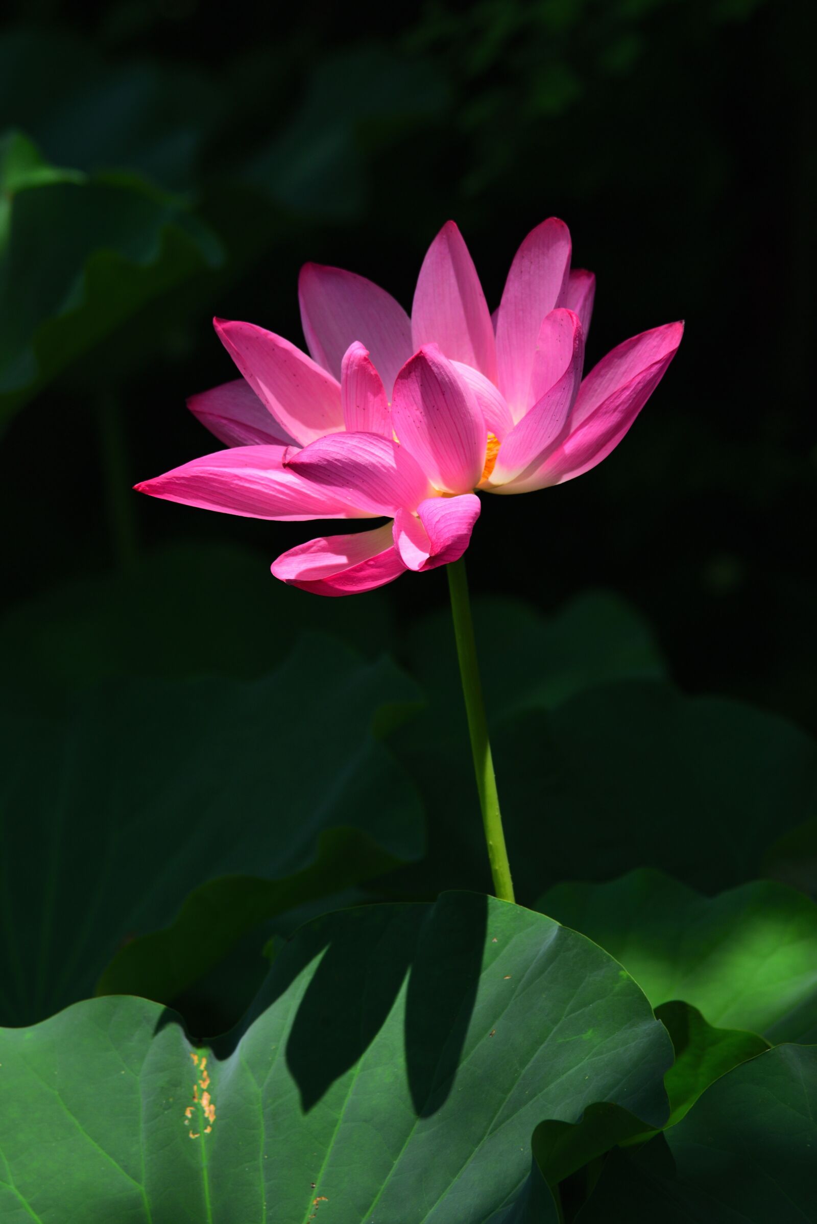 Nikon D750 sample photo. Plant, lotus, flower photography