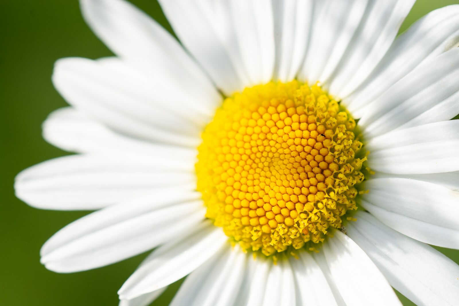Nikon D7100 sample photo. Marguerite, flower, white photography