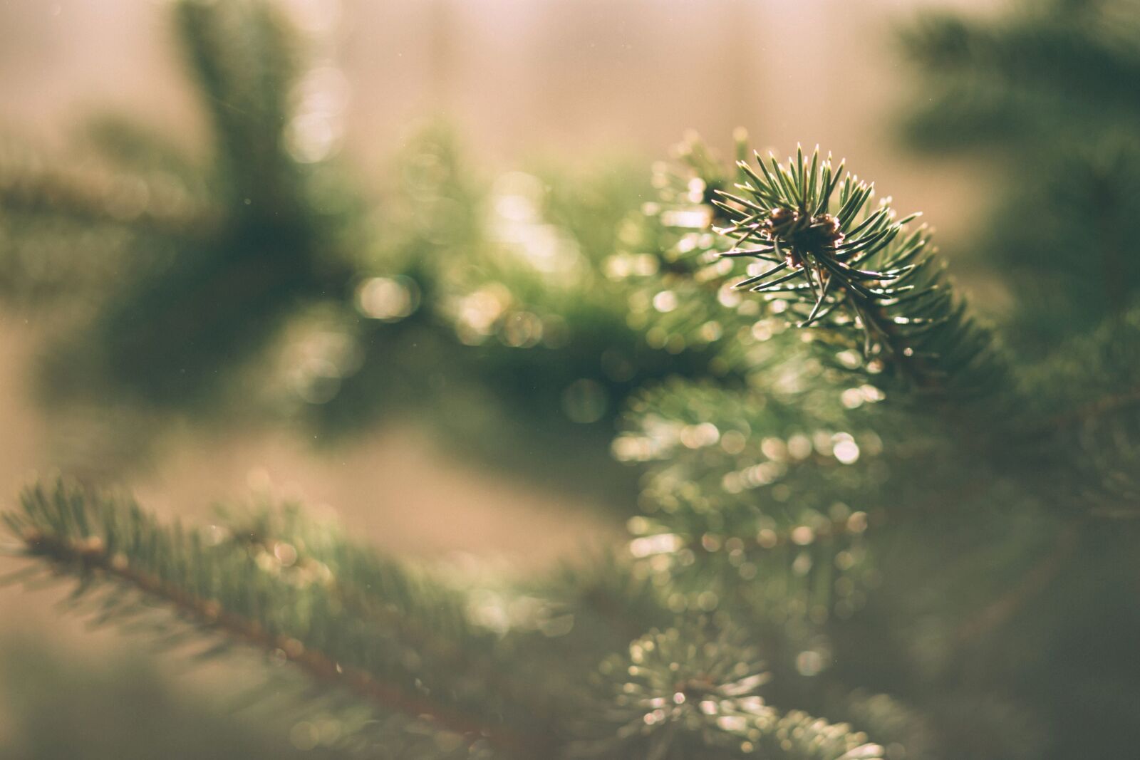 Canon EF 85mm F1.8 USM sample photo. Nature, tree, forest, grass photography