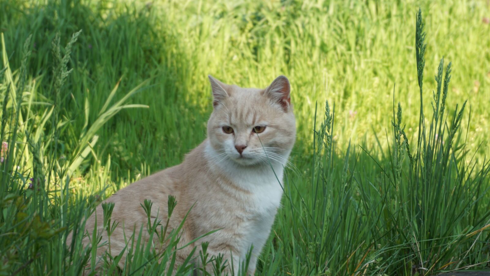 Sony E 16-50mm F3.5-5.6 PZ OSS sample photo. Cat, animal, pet photography