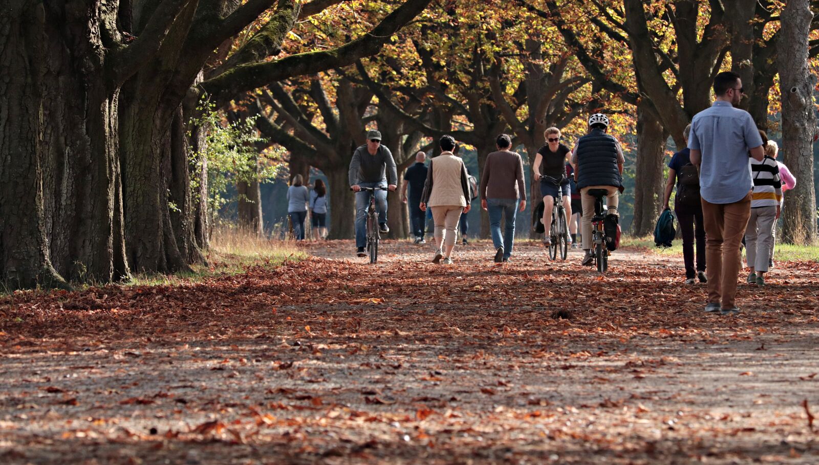 Canon EF-S 55-250mm F4-5.6 IS STM sample photo. Walk, tree lined avenue photography