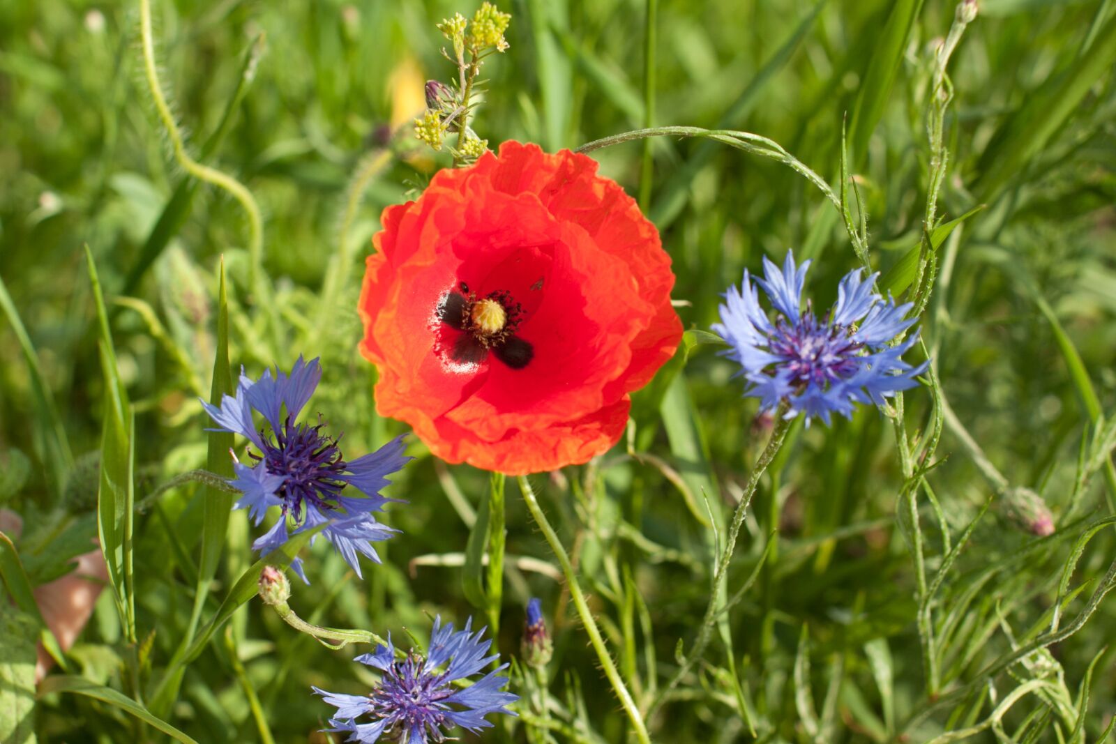 Canon EOS 50D sample photo. Papaver rhoeas, meadow, nature photography