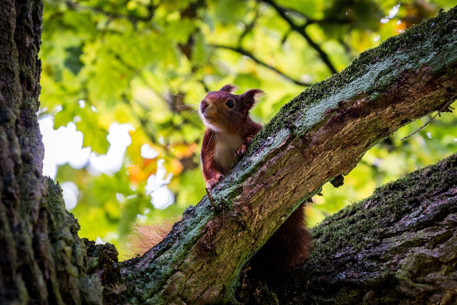 Nikon D7100 sample photo. Squirrel, nature, tree photography