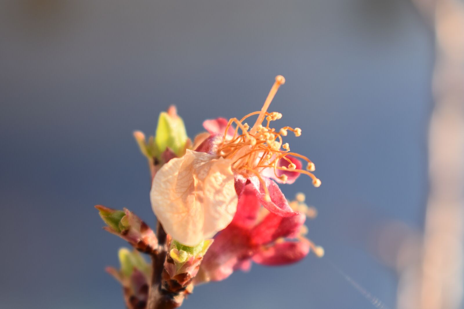 Nikon D3400 sample photo. Blossom, blossom, bloom photography