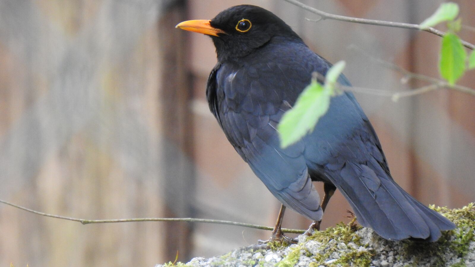 Nikon Coolpix P900 sample photo. Blackbird, males, songbird photography