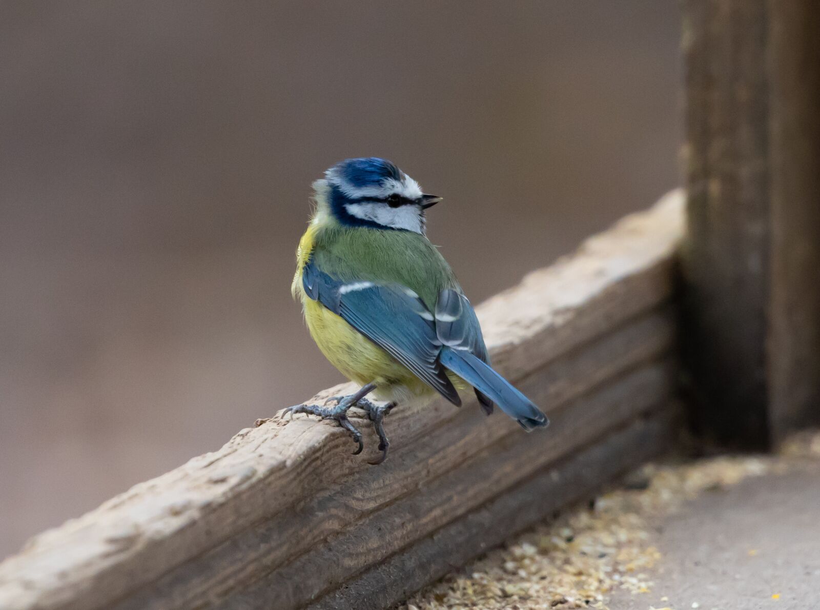 Canon EOS 7D Mark II sample photo. Blue tit on fence photography