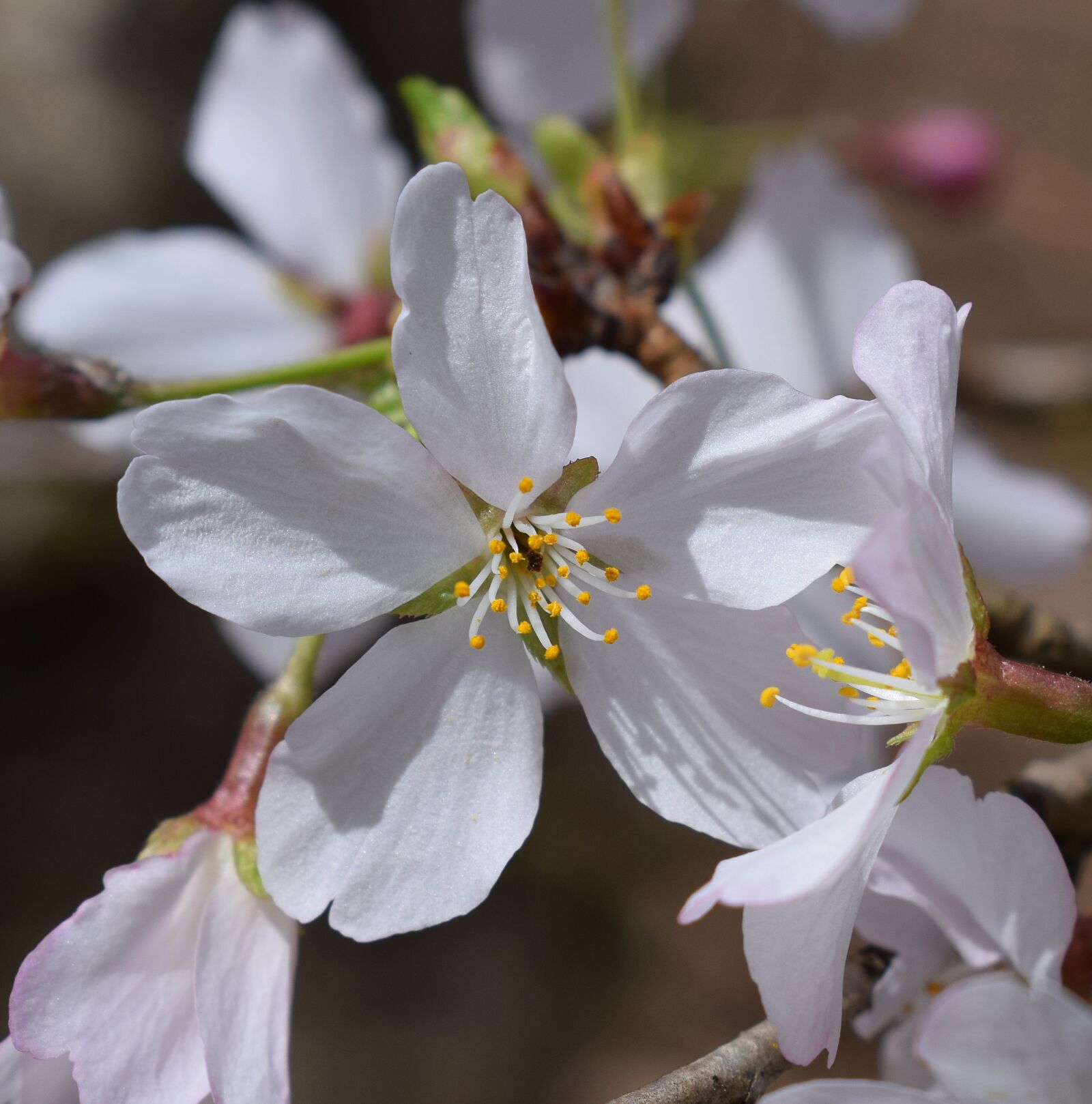 Nikon D3300 sample photo. Close-up cherry blossom, wild photography