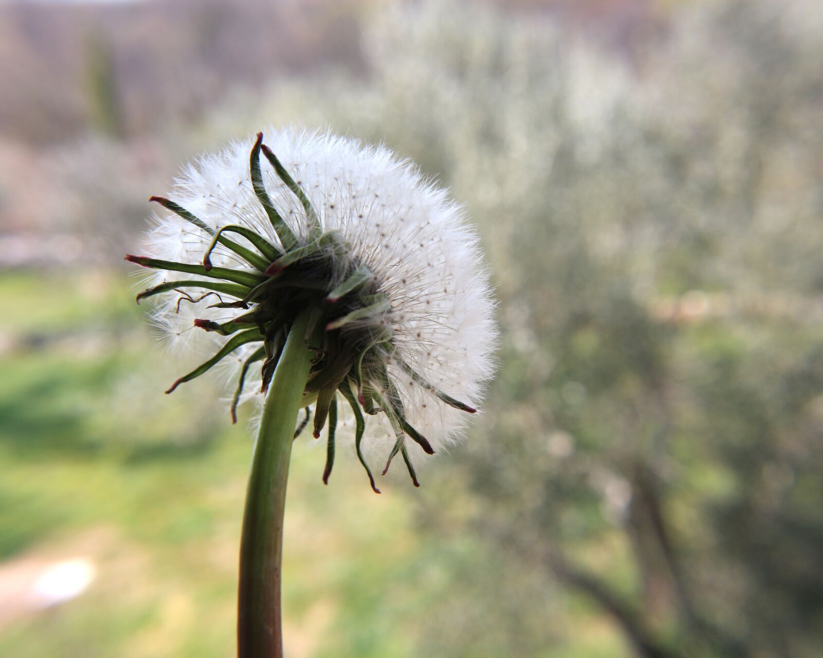 Canon EOS 700D (EOS Rebel T5i / EOS Kiss X7i) sample photo. Dandelion, make a wish photography