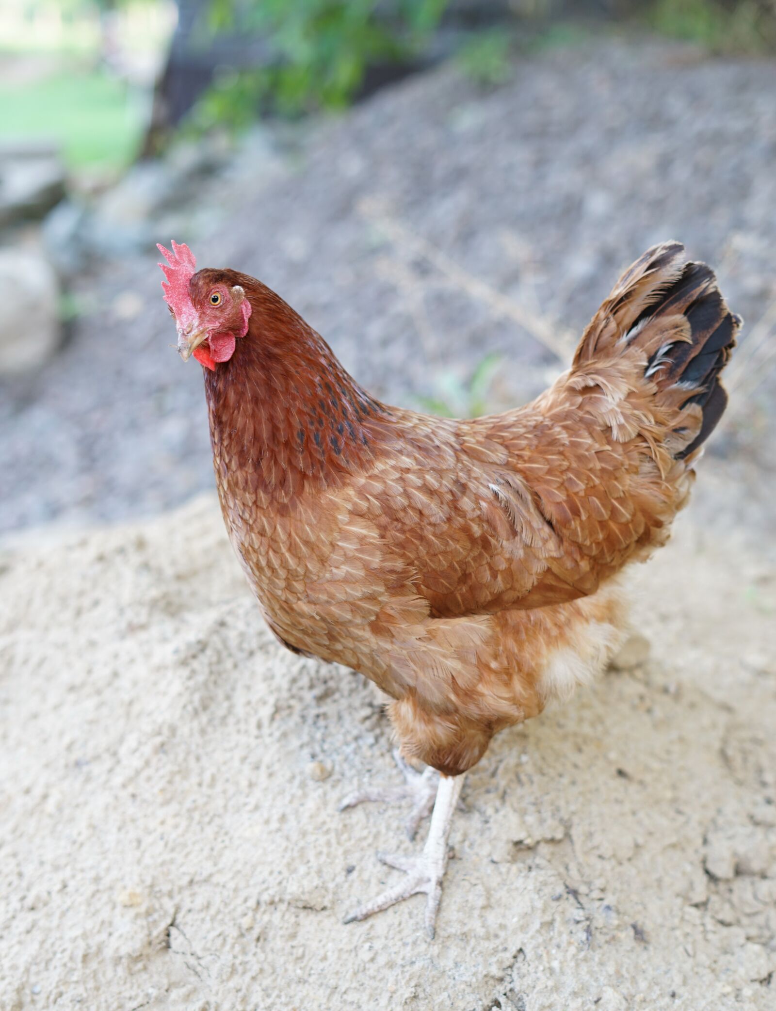 Sony a7 II + Sony FE 50mm F1.8 sample photo. Poultry, hen, bird photography