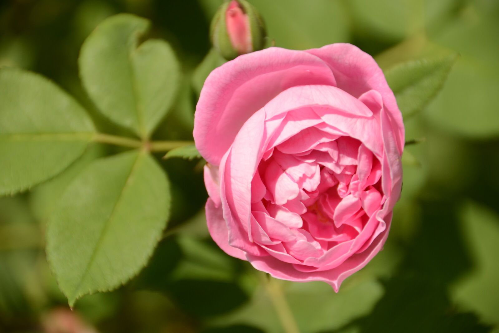 Nikon D600 sample photo. Blossom, bloom, rose photography