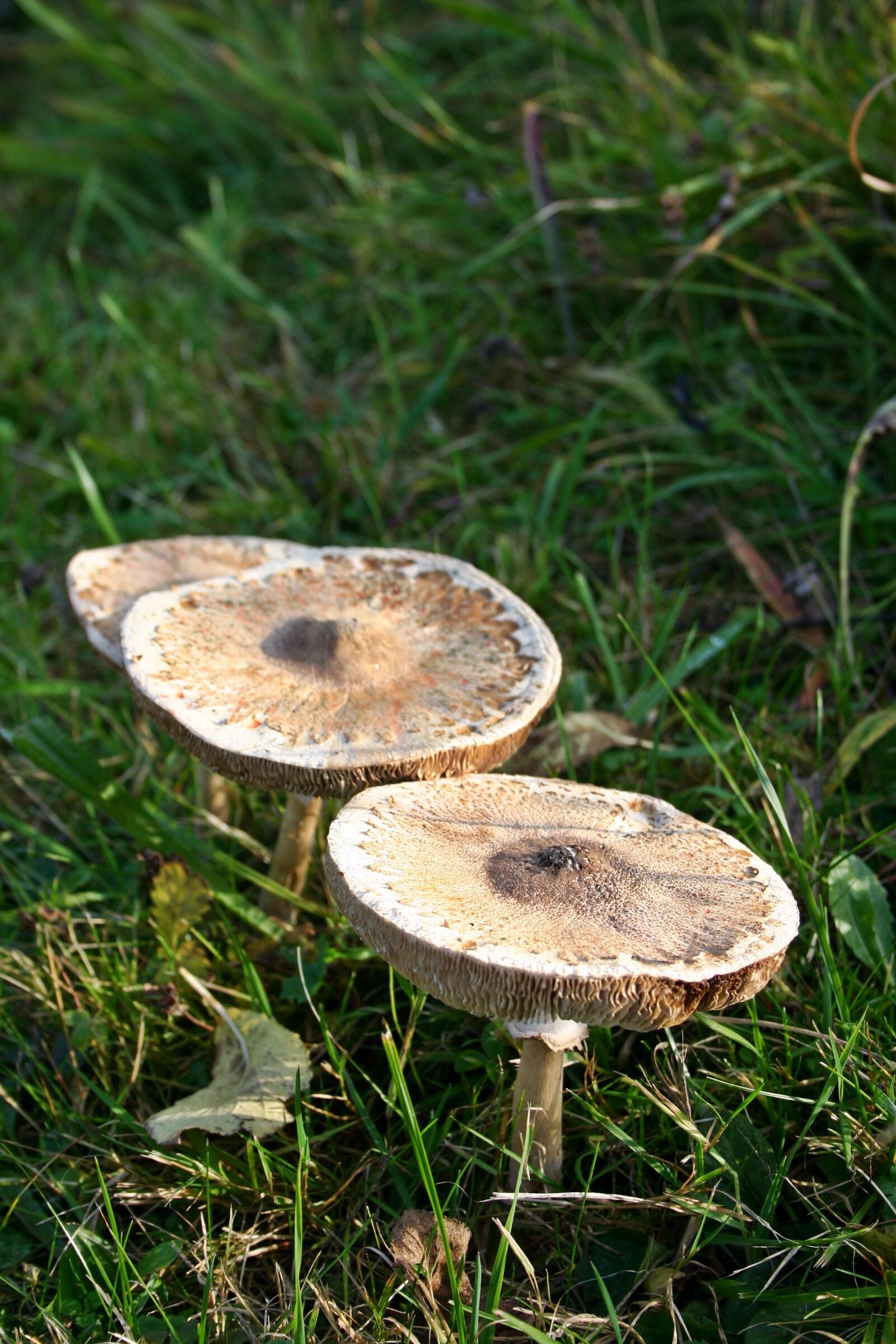 Canon EOS 300D (EOS Digital Rebel / EOS Kiss Digital) sample photo. Mushroom, autumn, screen fungus photography
