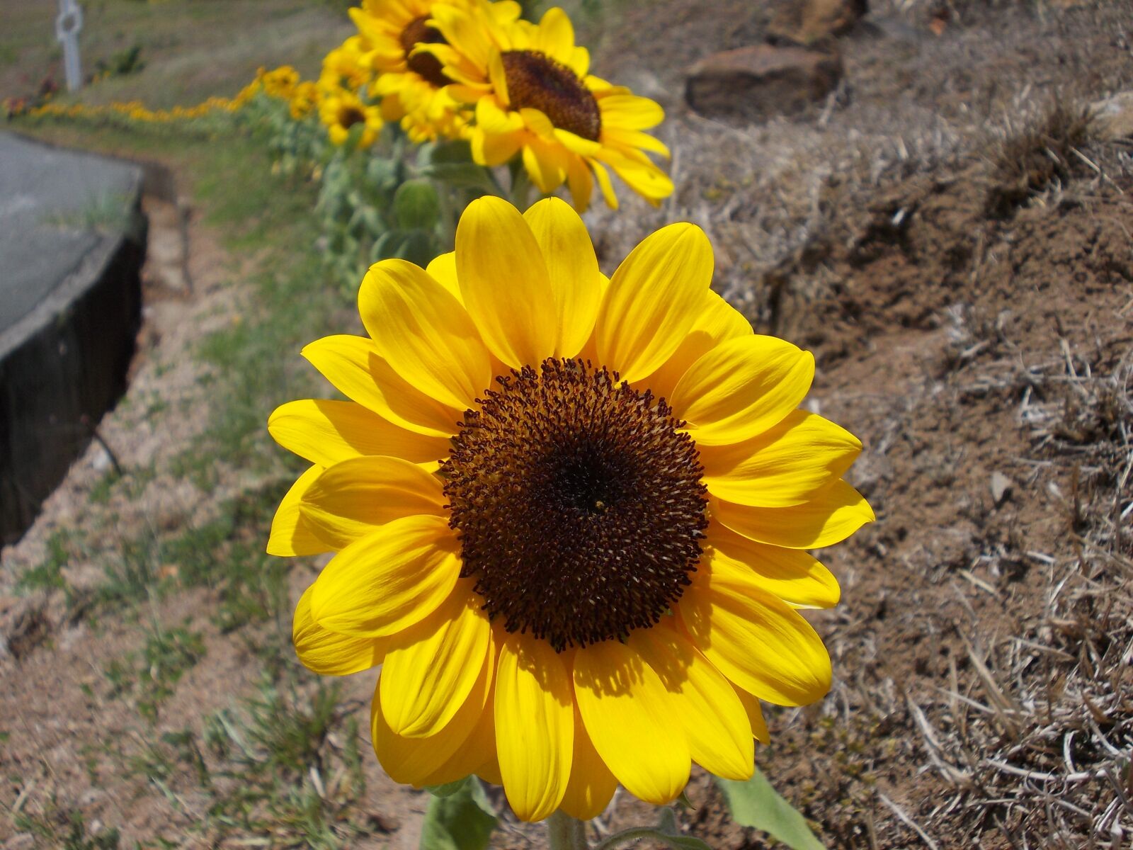 Nikon COOLPIX L25 sample photo. Sunflower, flower, yellow photography