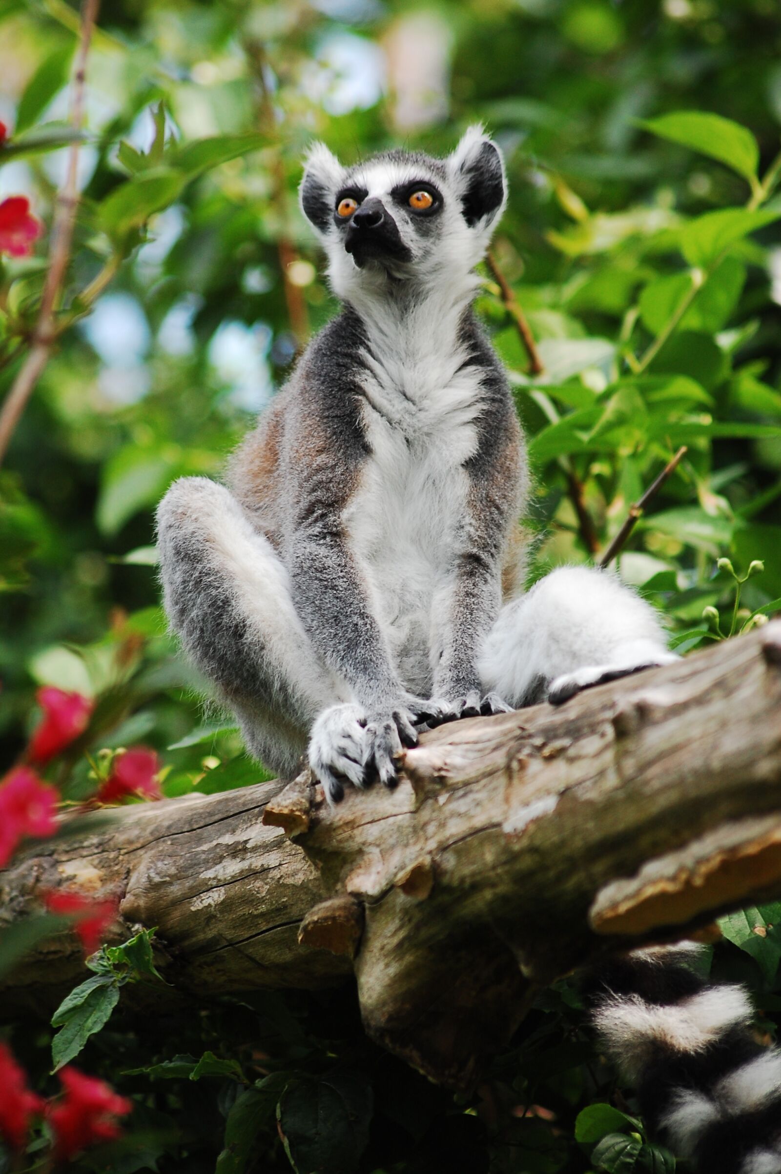 Nikon D40 sample photo. Lemur, sitting, zoo photography